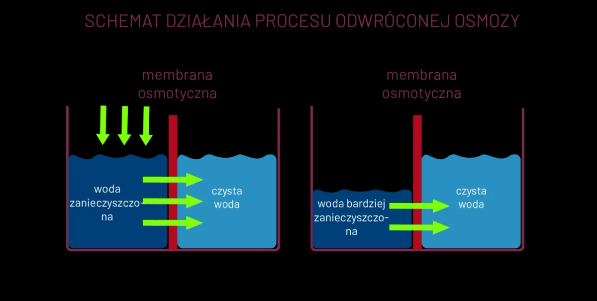 Osmoza w biologii: jak działa i jakie ma znaczenie dla życia komórkowego